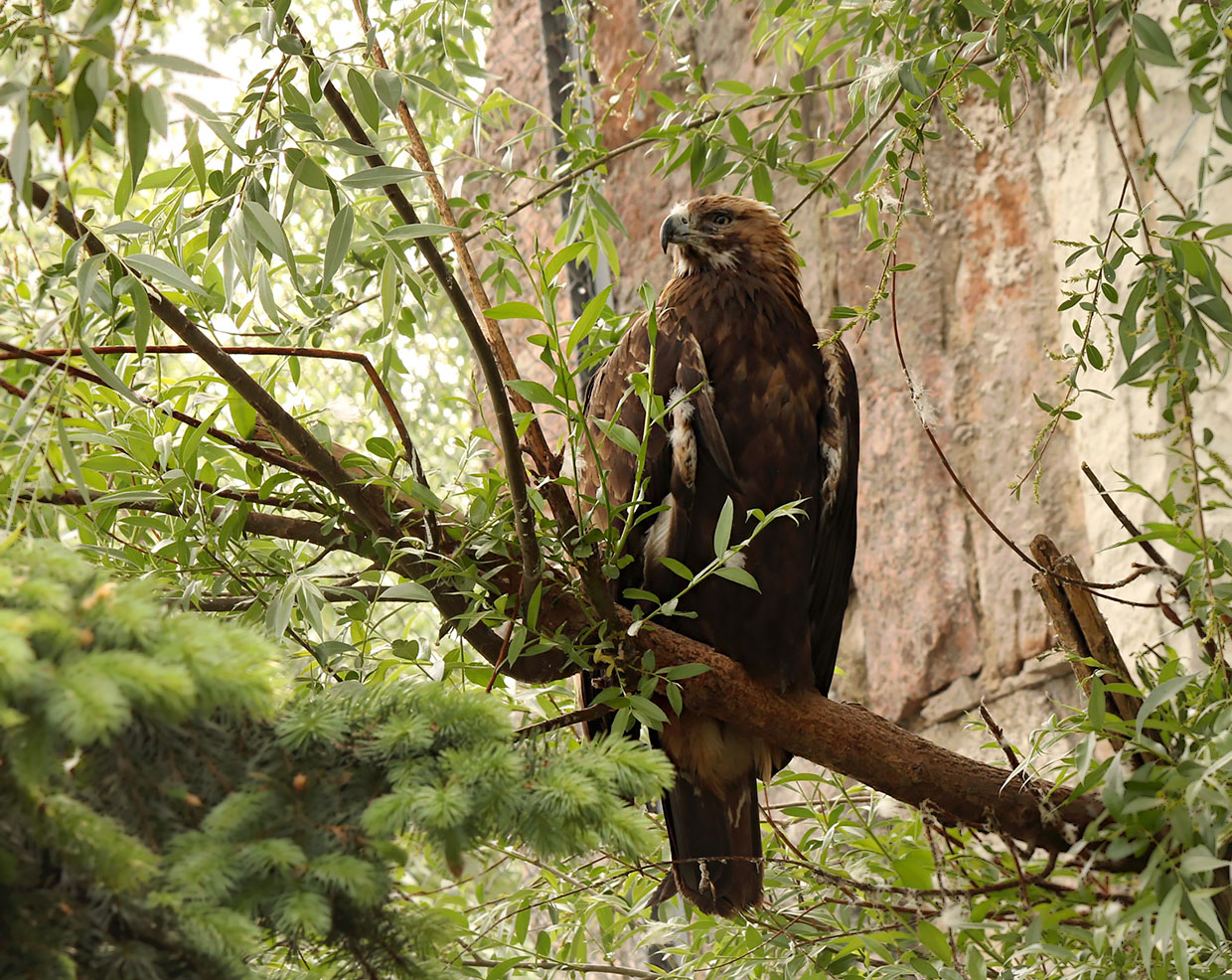 �����: ***