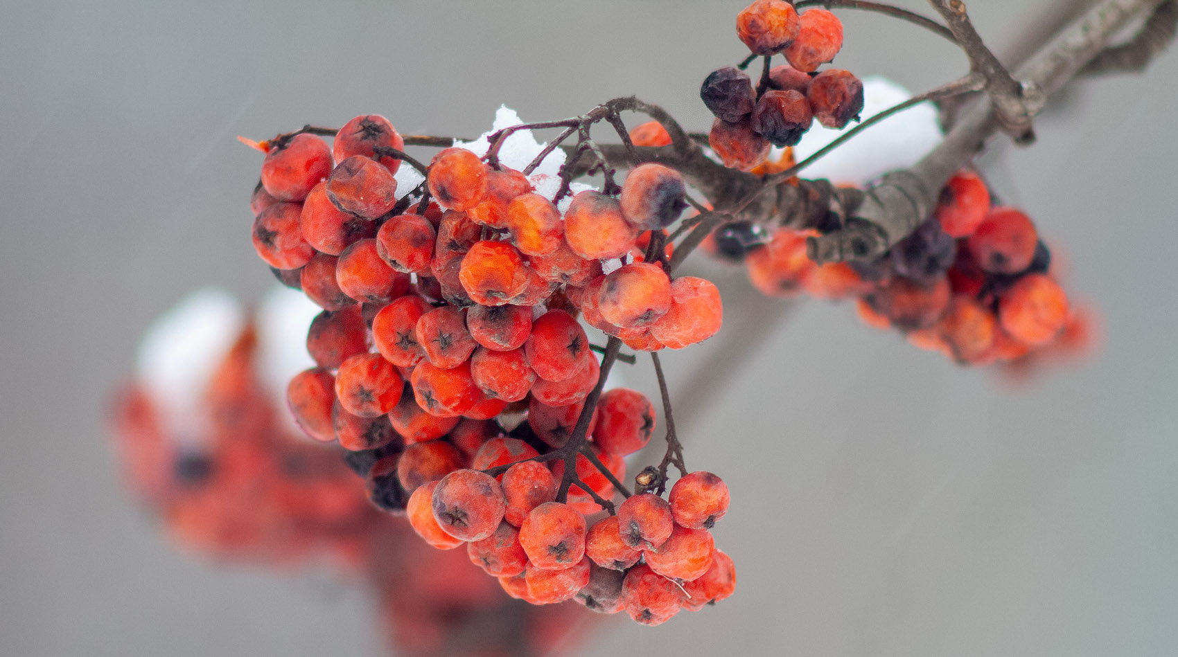 �����: ***