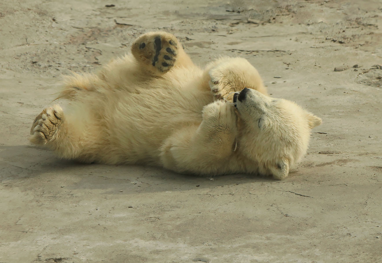 �����: ***