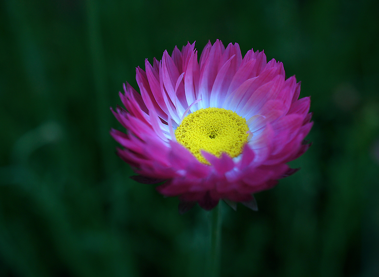 �����: *** *