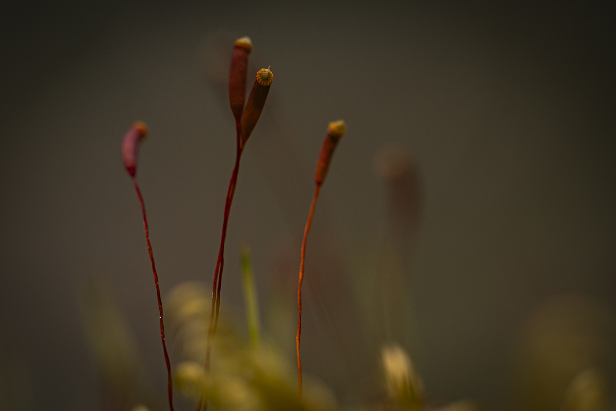 �����: ����� �� ����������