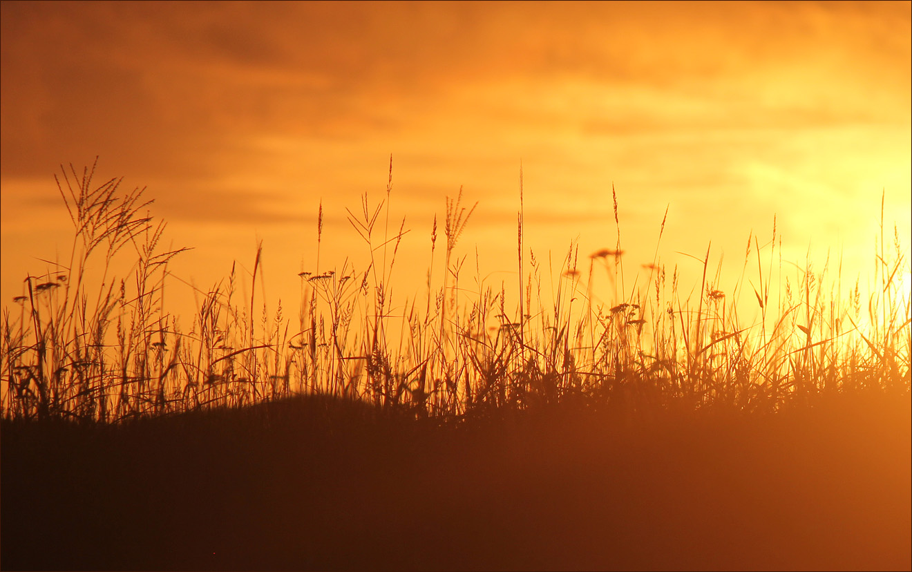 ������: ***