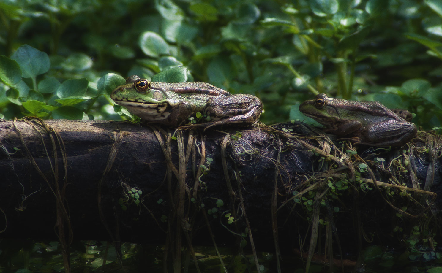 �����: � �������� ������ -���������..