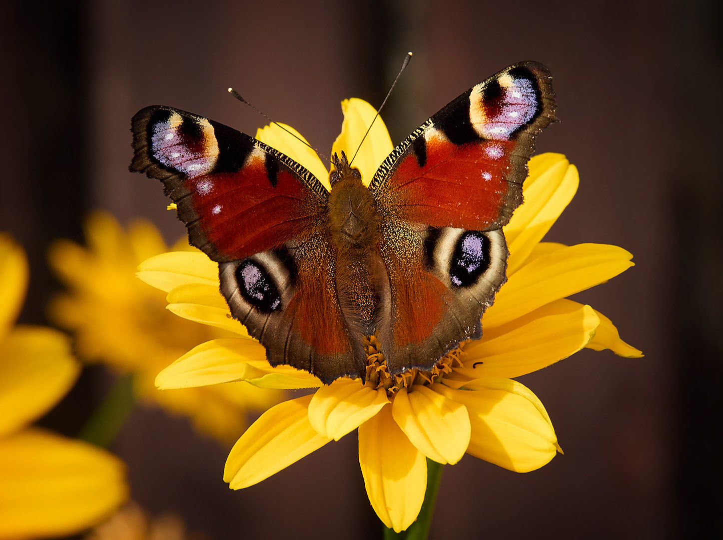 �����/����: �������� ����