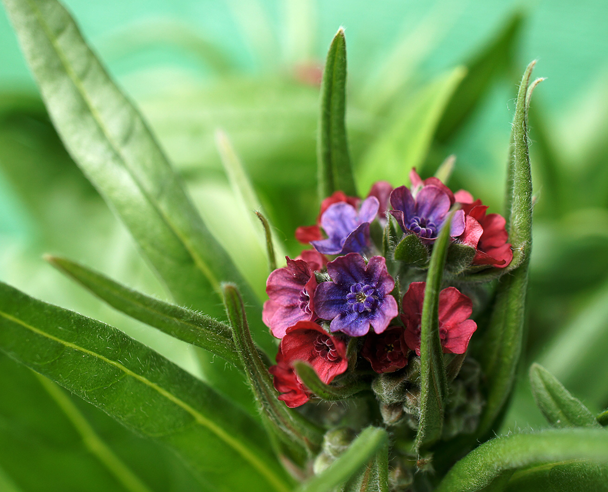 �����: ��� �������