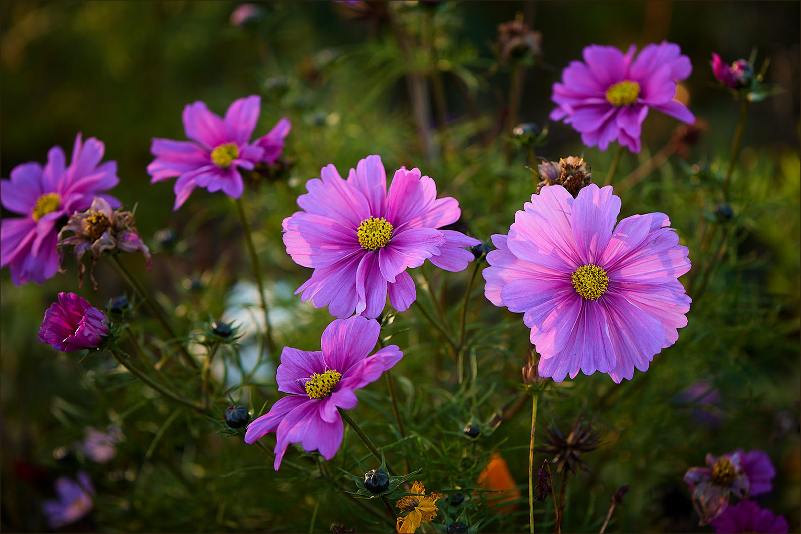 �����: ������