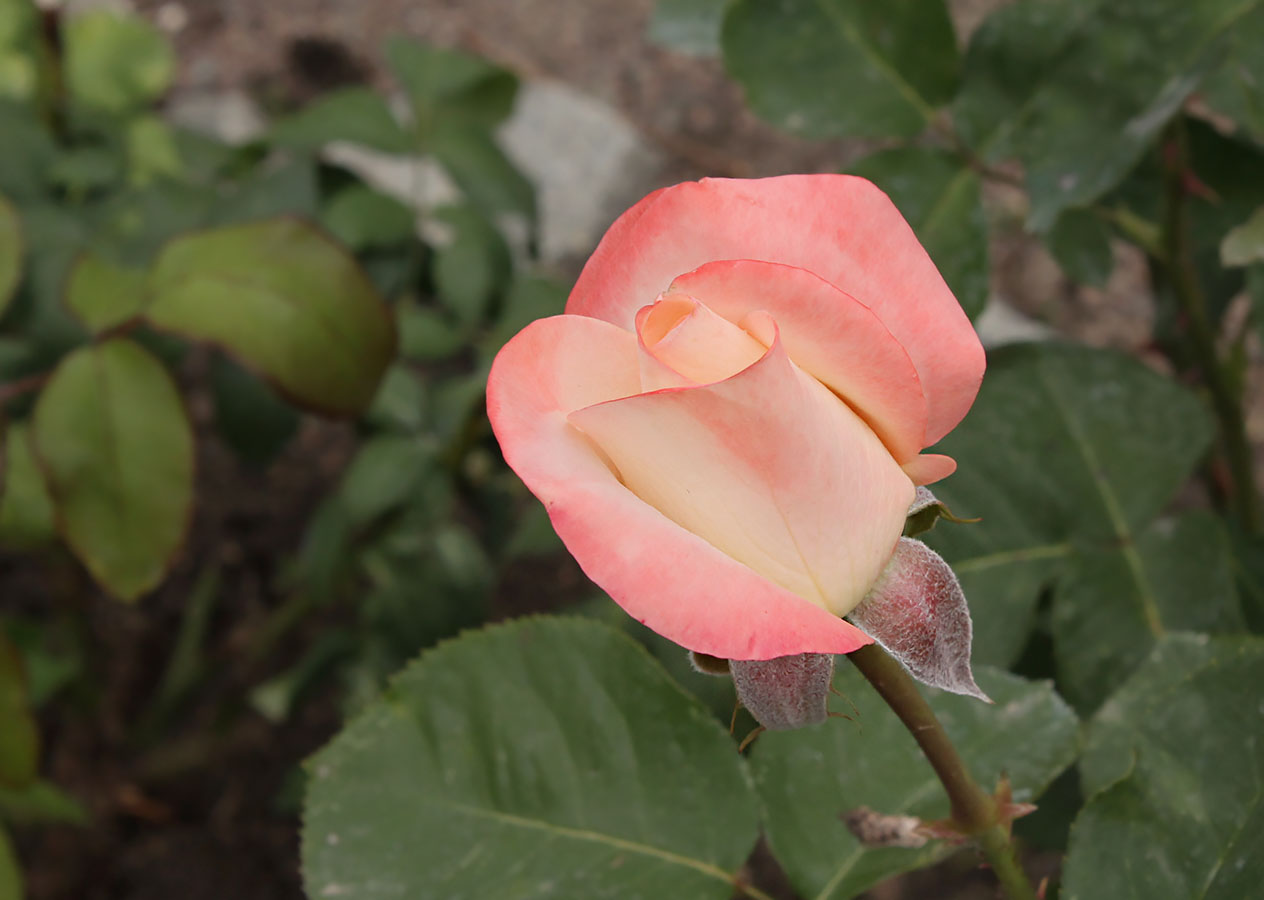 �����: ***