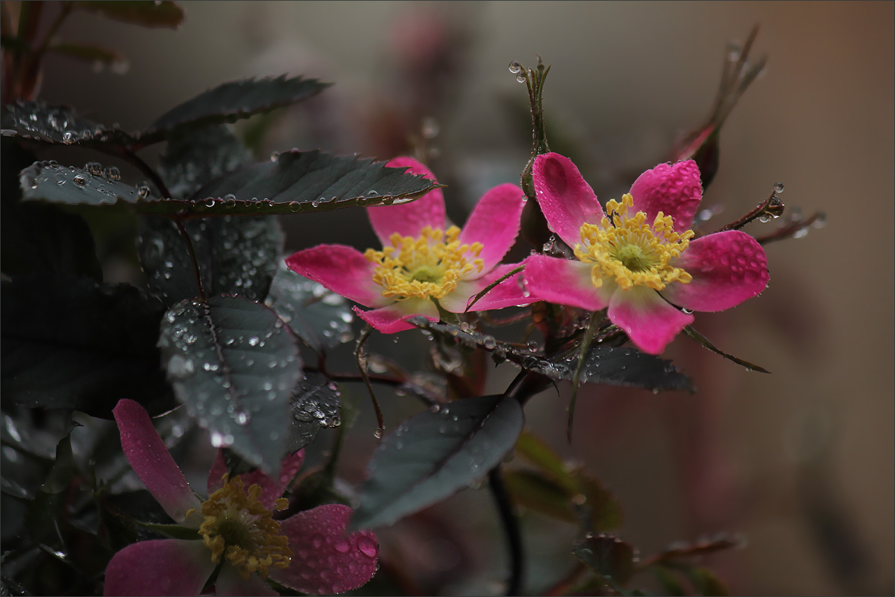 �����: ***