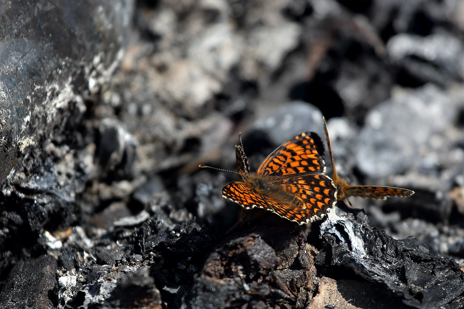 �����/����: � ����� �����