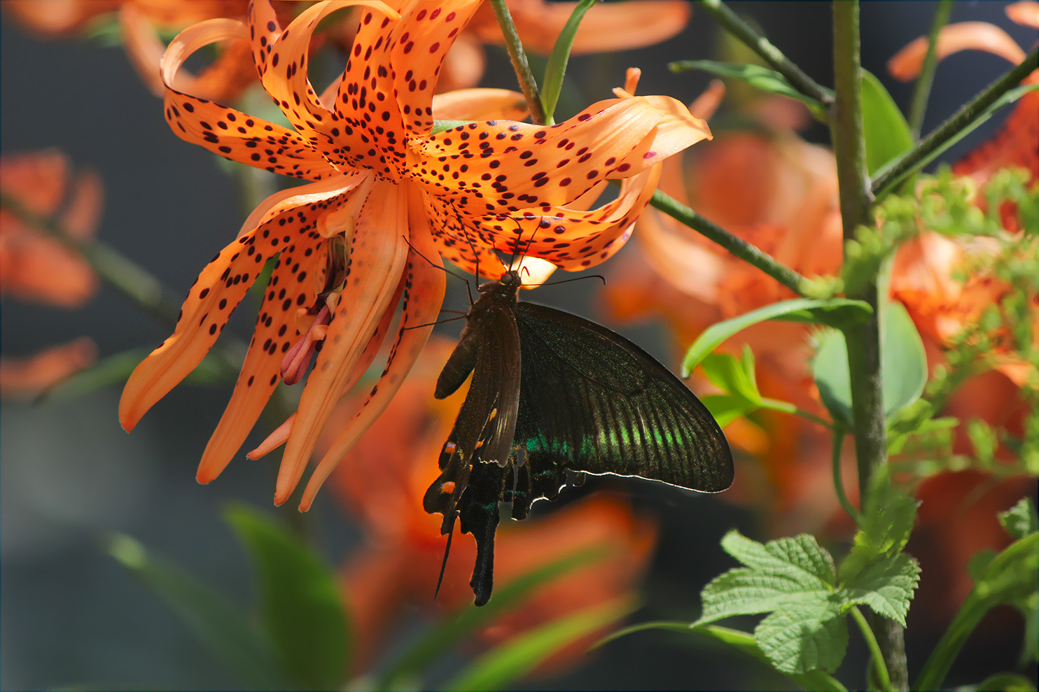 �����/����: ***