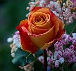 ����������
���������
����